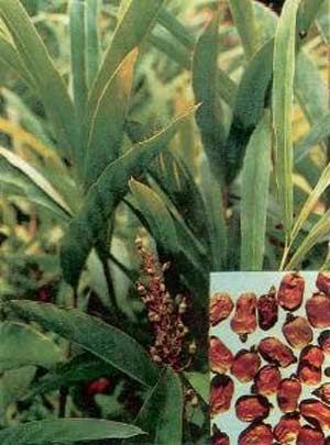9 dược liệu quý chữa bệnh rối loạn tiêu hóa - 3 9 dược liệu quý chữa bệnh rối loạn tiêu hóa