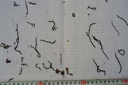 “Sinh vật lạ” xuất hiện hàng ngàn con đã gây hoang mang cho gia đình chị Lựu.