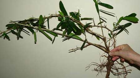 Truy lùng thuốc “trị ung thư” - 2 Cây xáo tam phân - - V.V.T.