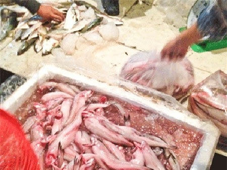 Các loại cá như: cá thu, cá dứa, cá ngừ...là bị ngâm urê ít nhất là 2 lần.(Ảnh minh họa internet)