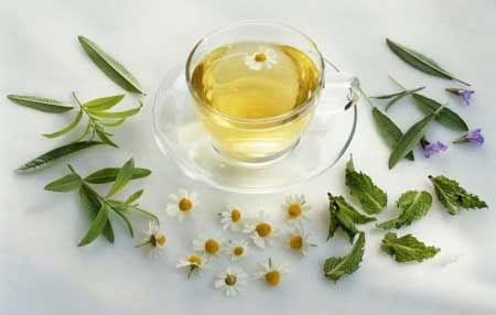 Hoa Cúc - tác dụng trên gần 200 loại virus gây cúm