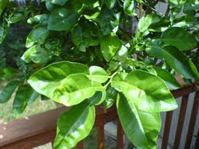 "Tẩy trần" cuối năm bằng nước lá - 1 Tẩy trần cuối năm bằng nước lá