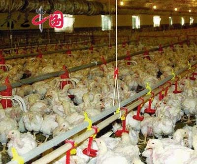 Gà chết bệnh thành món fastfood