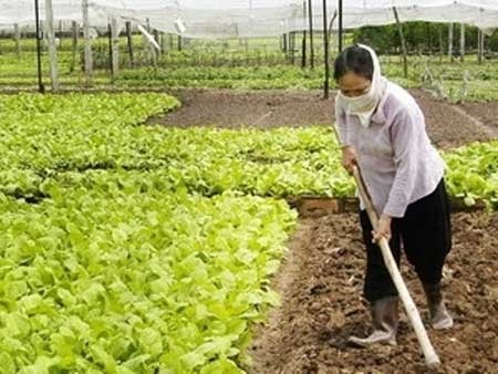 Thịt, rau nhiễm chất cấm là vấn đề gây bức xúc nhất - 1 Trồng rau an toàn. (Ảnh: Minh Đông/TTXVN)