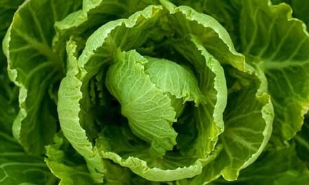 7 thực phẩm giải độc cho cơ thể