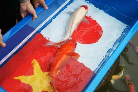 Ra mắt Quần thể Giao lưu văn hóa Ẩm thực Việt Nhật - 4 Cận cảnh 2 con cá KOI
