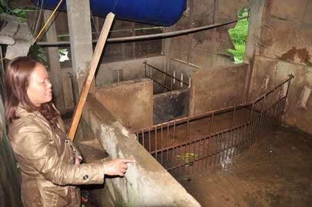 Chi hơn 1,2 tỷ đồng dập dịch heo tai xanh - 1 Chi hơn 1,2 tỷ đồng dập dịch heo tai xanh