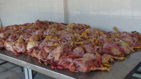 TPHCM: Bắt giữ hàng trăm kg thịt gà thối - 1 Hàng trăm con gà đã tím tái và bốc mùi hôi thối