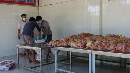 TPHCM: Bắt giữ hàng trăm kg thịt gà thối - 2 Tất cả số gà thối sẽ bị tiêu hủy ngay trong ngày
