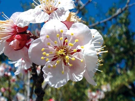 Thuốc từ hoa xuân: ăn mai uống đào - 1 Hoa mai trắng. Ảnh: Q. Như