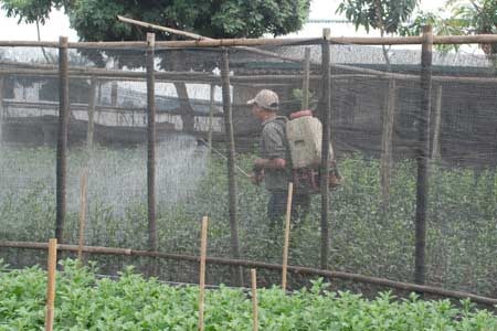 Cảnh tiếp xúc với thuốc bảo vệ thực vật không đảm bảo an toàn.