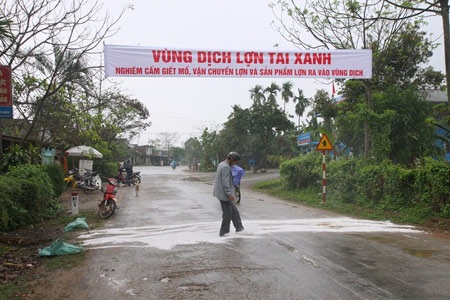 Hơn 500 con lợn mắc bệnh tai xanh - 1 Rắc vôi, cấm giết mổ, vận chuyển ra ngoài vùng bị dịch