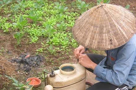 Anh Nguyễn Văn Hưng (Tây Tựu, huyện Từ Liêm) tay trần bóc thuốc bảo vệ thực vật.