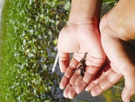 Những biểu hiện đỉa xâm nhập cơ thể - 1 Ả