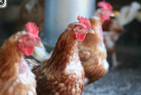 Những điều nên biết về chủng vi rút chết người H7N9 - 1 Đã từng có một ổ dịch H7N9 trong quá khứ?