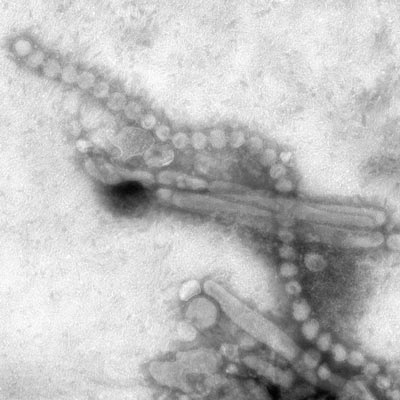 Cúm H7N9 là tổ hợp gen của nhiều vi rút khác nhau - 1 Cúm H7N9 là tổ hợp gen của nhiều vi rút khác nhau