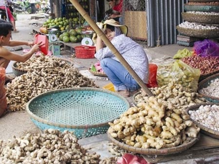 Nhà hàng, khách sạn Việt chủ yếu dùng gừng độc Trung Quốc - 1 Gừng Trung Quốc củ to, vàng thẫm, bóng bày bán tại chợ đầu mối Đền Lừ (Hà Nội).