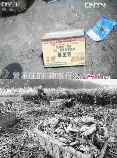 Liên tiếp phanh phui 3 vụ thực phẩm “bẩn” kinh hoàng - 1 Gừng có thuốc trừ sâu aldicard cực độc