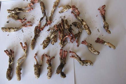 Coi chừng ăn nhộng ve bị ngộ độc - 1 Coi chừng ăn nhộng ve bị ngộ độc