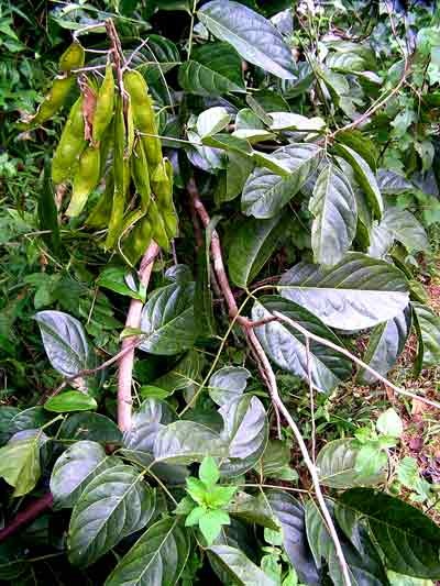 Những nghiên cứu đáng chú ý về cây Mạ Mân - 1 Đây là loại cây thuộc họ Đậu (Fabaceae), có tên khoa học là Aganope balansae (Gagnep.).