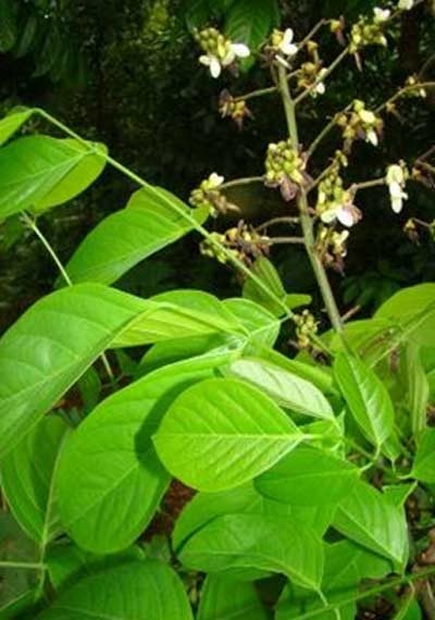 Những nghiên cứu đáng chú ý về cây Mạ Mân - 2 Cành, lá mang hoa cây Mạ mân