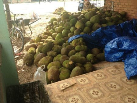 Hãi hùng công nghệ “ép” mít chín bằng hóa chất - 4 Sau khi tiêm, mít non, mít già đều chín như nhau
