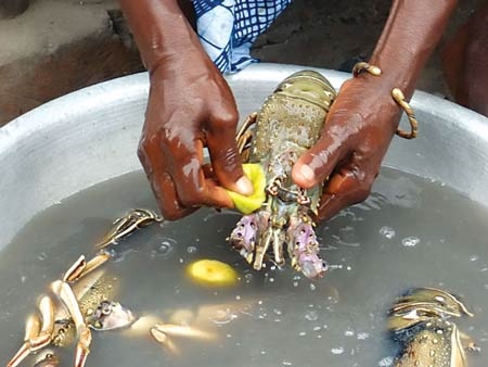 Người bán đang thực hiện các thao tác làm tôm hùm “tươi” trở lại.