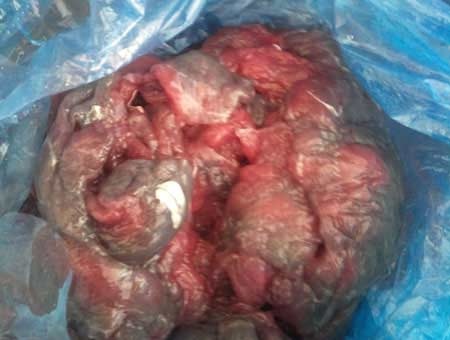 Túi nilon ra màu ngấm vào thức ăn rất độc với người sử dụng