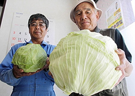 Bắp cải lớn hơn 4 lần cái bình thường