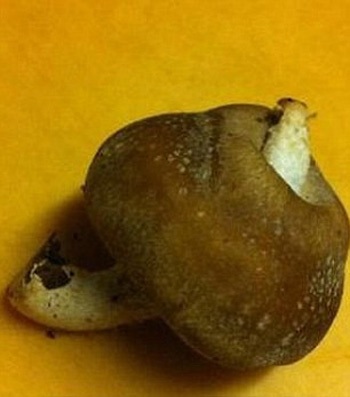 Nấm bị thân xuyên qua