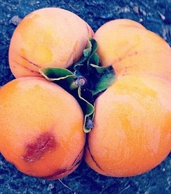 4 quả quýt gắn liến với nhau từ 1 than