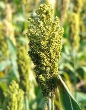 Ngũ cốc dưỡng ngũ tạng - 5 Cao lương dưỡng phổi