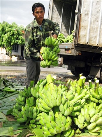Chuối là loại quả đứng đầu được làm chín bằng thúc chín tố (Ảnh minh họa)
