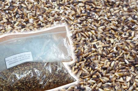 “Không thể ăn cái gì mà hết ung thư được cả”, BS Đỗ Thị Ngọc Diệp