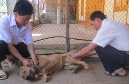 “Chó lạ” tấn công người dân