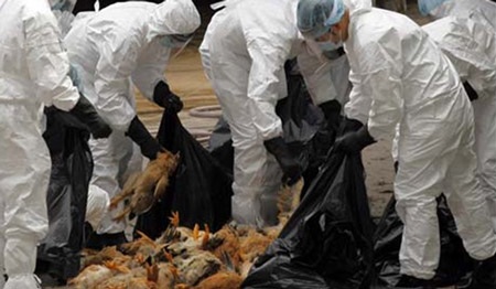 Công bố phát hiện mới về H7N9 - 1 Công bố phát hiện mới về H7N9