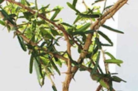 Cây dại thành thần dược: Tranh mua với giá cắt cổ - 3 Cây xáo tam phân