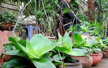 Cây dại thành thần dược: Tranh mua với giá cắt cổ - 6 Lược vàng bỗng thành thần dược