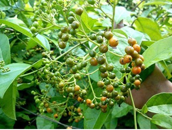 Những dược liệu điều trị U xơ tử cung, U nang buồng trứng - 2 Dược phẩm mới điều trị UNBT, UXTC có tên gọi: Xạ đen