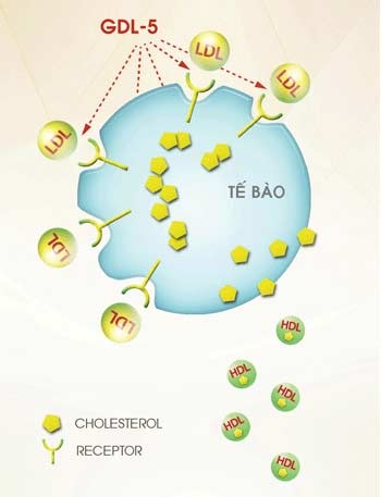 Ngăn ngừa rối loạn mỡ máu: Tiên hạ thủ vi cường! - 1 GDL-5 giúp hoạt hóa receptor tế bào, điều hòa cholesterol, ngăn chặn nguy cơ NMCT hiệu quả.