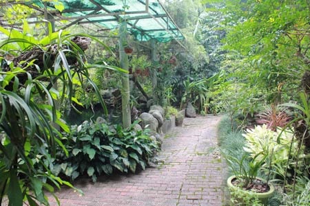 “Đại tướng đã trút hơi thở cuối cùng nhẹ nhàng” - 9 Một góc vườn phía sau nhà Đại tướng