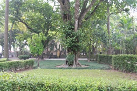 “Đại tướng đã trút hơi thở cuối cùng nhẹ nhàng” - 1 Một góc vườn phía trước ngôi nhà của Đại tướng Võ Nguyên Giáp