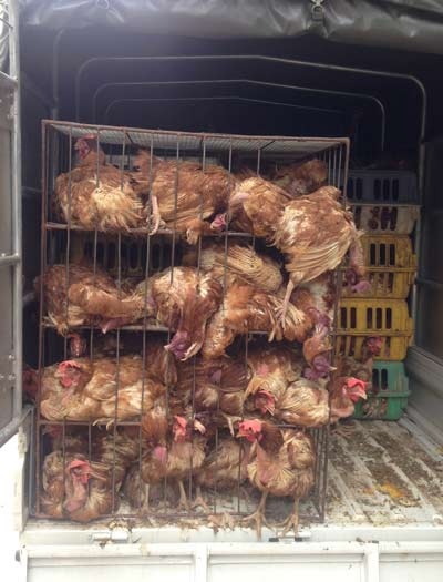 Vận chuyển 600kg gà thải loại về Hà Nội tiêu thụ - 1 Nhiều con gà đã bị chết trên đường vận chuyển.