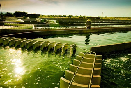 Nuôi trồng thành công tảo Nhật tại Việt Nam - 1 Tảo Vĩnh Hảo là nguồn nguyên liệu để sản xuất viên bổ sung đạm Spivital