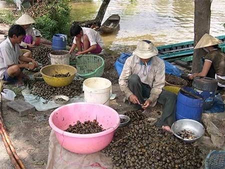 “Phép lạ” hóa chất: Cơm bẩn, thịt thối hóa thơm ngon - 3 “Phép lạ” hóa chất: Cơm bẩn, thịt thối hóa thơm ngon