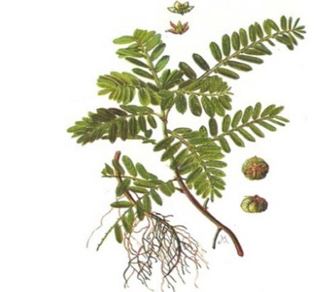 Chia sẻ với chị em có chồng bị bệnh gan - 1 Diệp hạ châu đắng có nhiều công dụng trong chữa trị và bảo vệ gan
