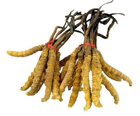 Chế độ ăn tốt cho người lớn tuổi - 2 Đông trùng hạ thảo - Dược liệu quý hiếm cho sức khỏe