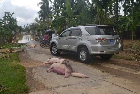 Quảng Ngãi: Nguy cơ dịch bệnh bùng phát sau lũ - 2 Gia súc chết đầy đường
