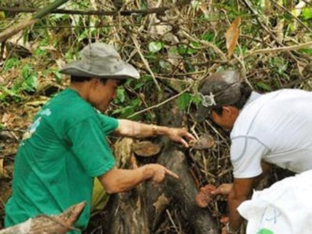 Đồn “nấm lim xanh chữa ung thư” rồi mặc sức thổi giá - 1 Ảnh: K.N.B.