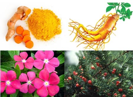Bào chế thành công thảo dược hỗ trợ điều trị ung thư - 1 Các thảo dược đã chiết xuất được hoạt chất trị ung thư